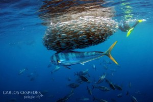 216+Pelagic-Carlos+Cespedes-Baja-Diciembre+2011