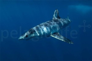 is this a LongfinMako